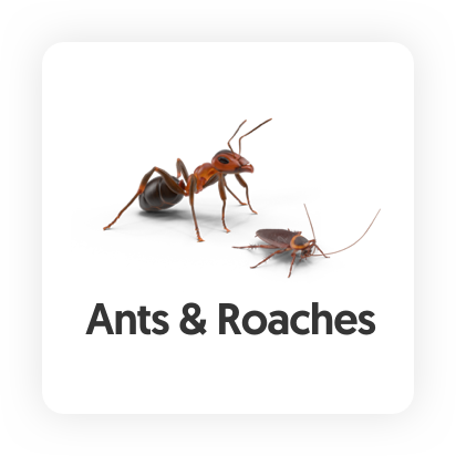 Ant Control The Woodlands