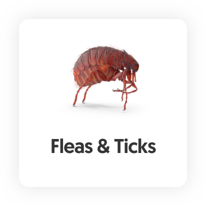 Flea Control, Tick Control